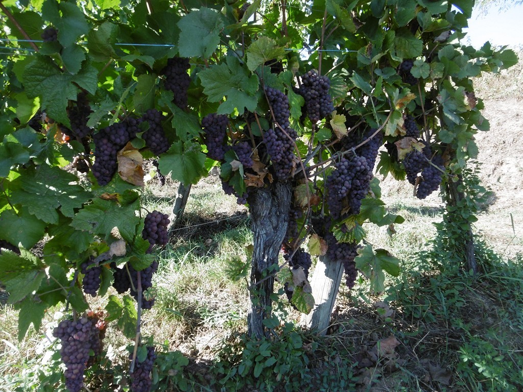 A 133 